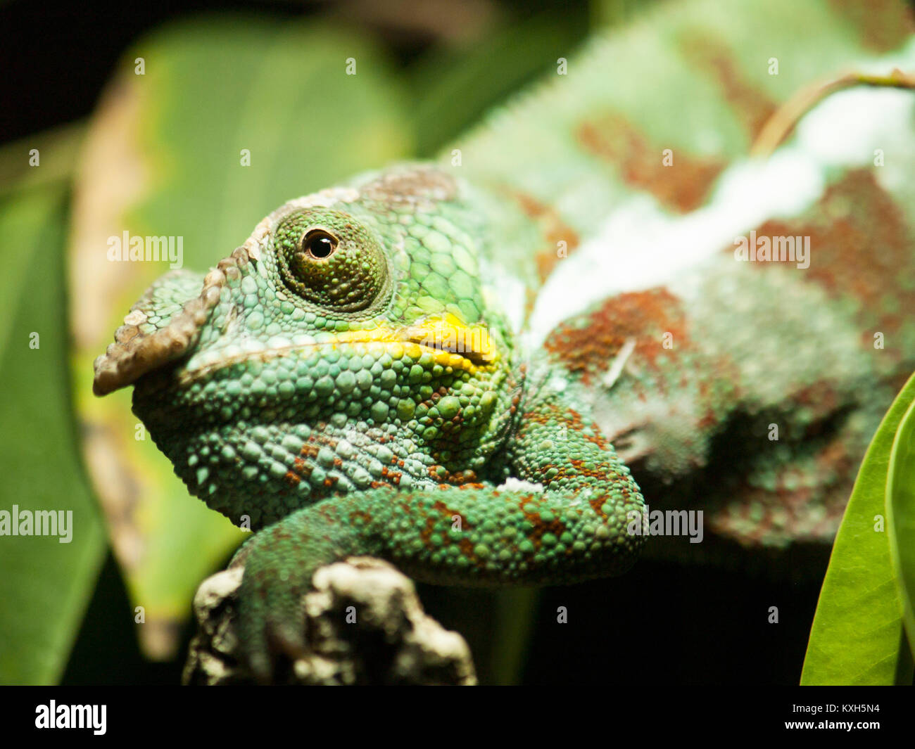 Portrait of Cone-head chameleon on the branch with leaves - Chameleo calyptratus Stock Photo