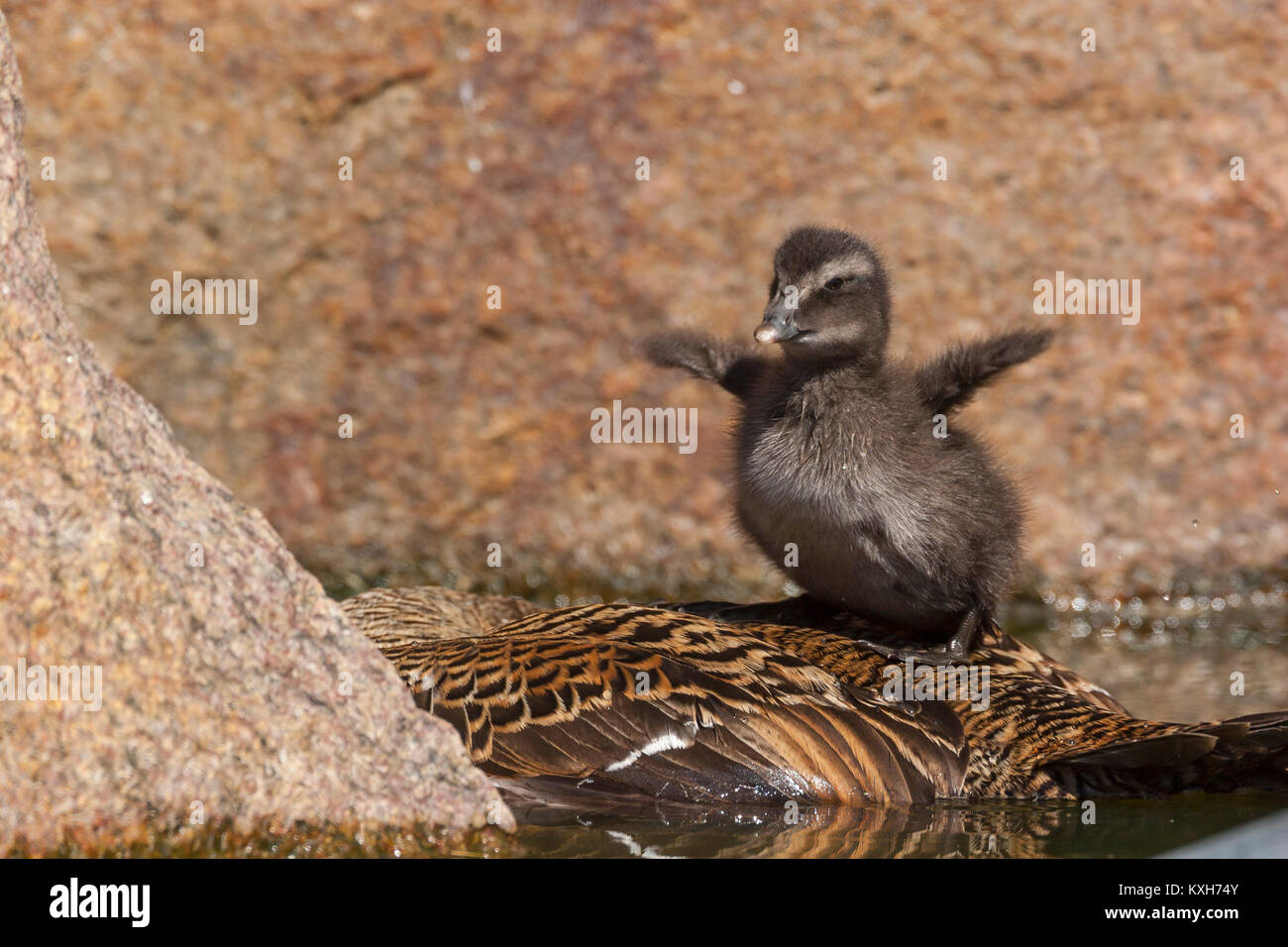 Dead female Common Eider, (Somateria mollissima) with duckling on its back, Anatidae Stock Photo