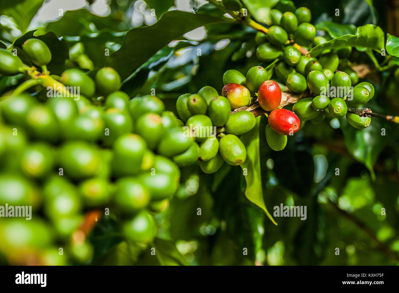 jamaica coffee blue mountains green beans grow Stock Photo Alamy