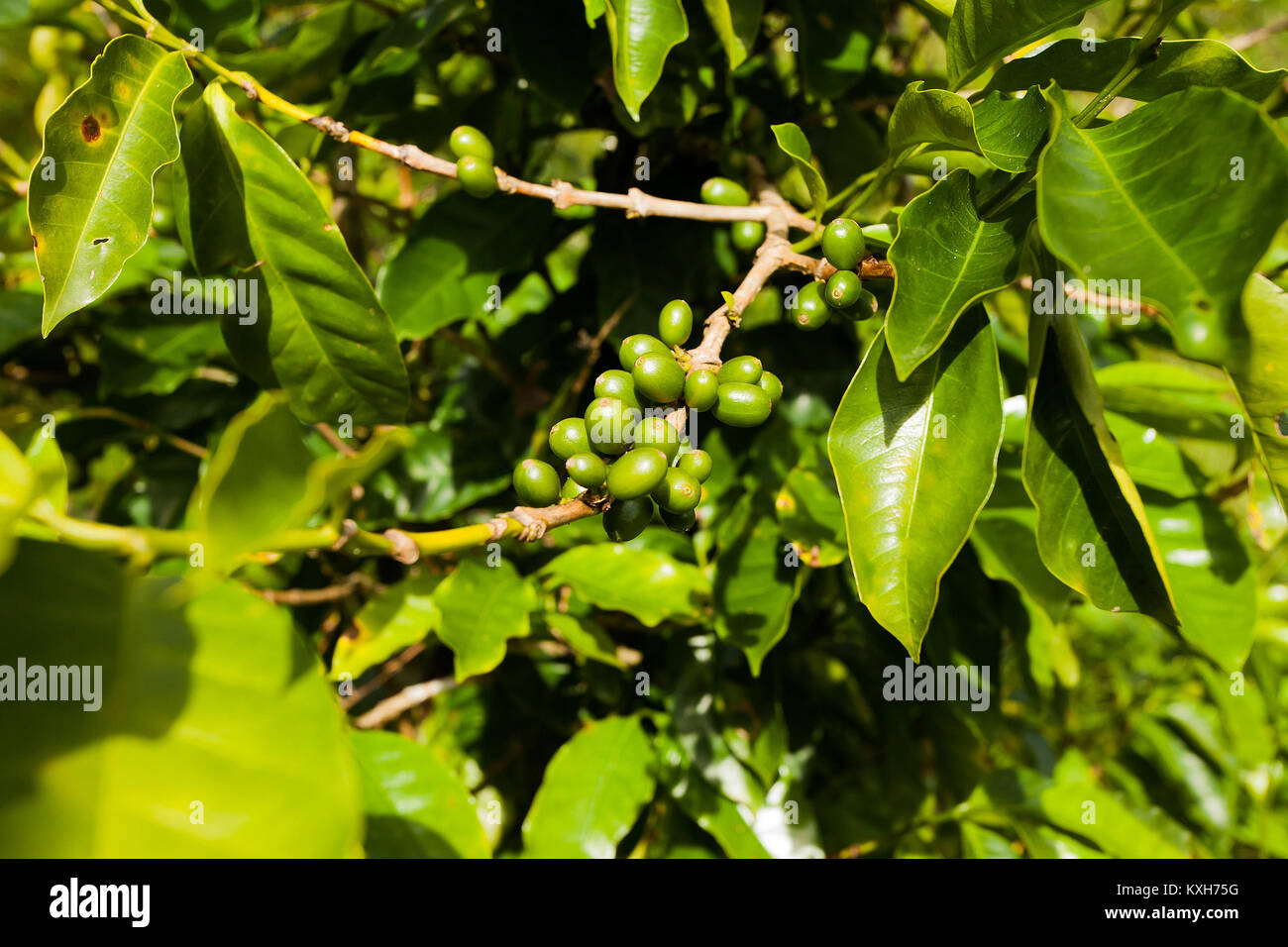 jamaica coffee blue mountains green beans grow Stock Photo Alamy