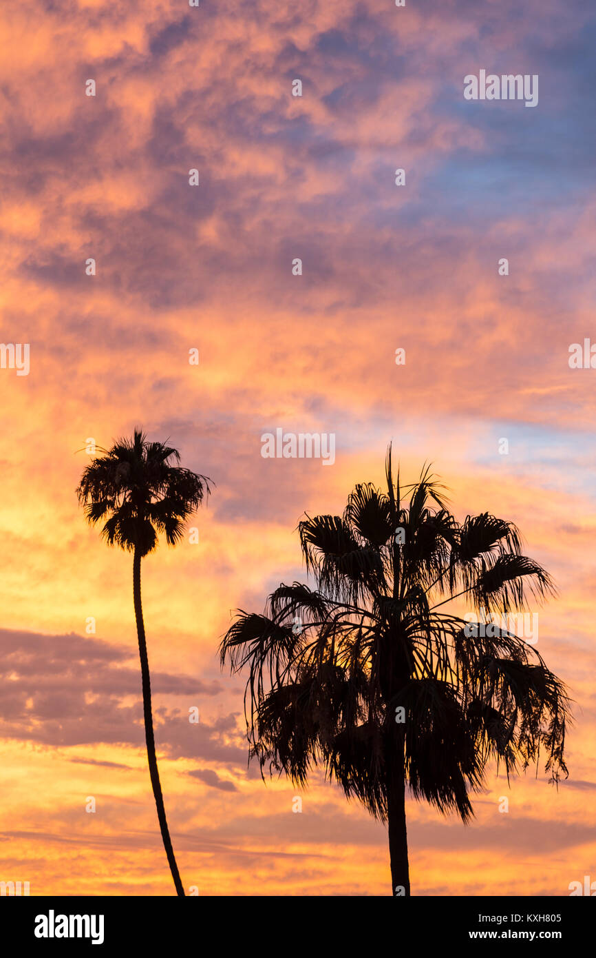 Palm trees are silhouetted against vibrant post-sunset clouds in Playa Del Rey, California. Stock Photo