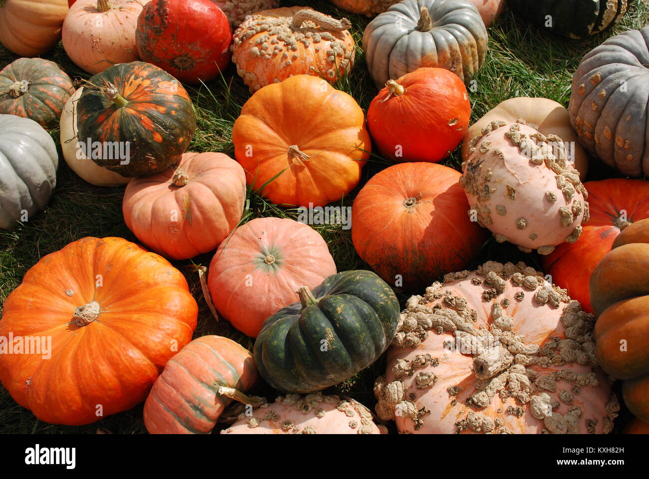 Gourd or Squash Cultivated Species Stock Photo Alamy