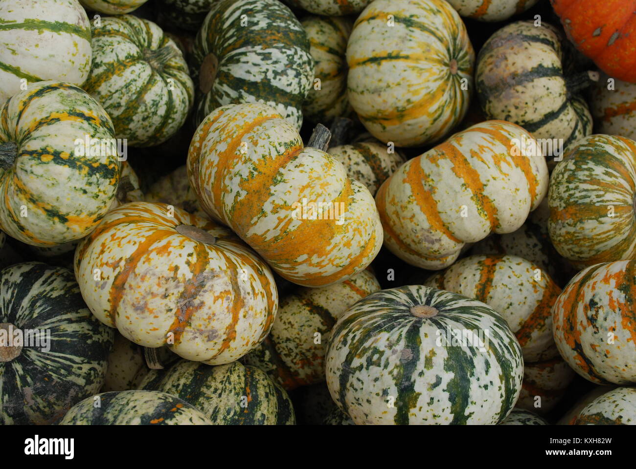 Gourd or Squash Cultivated Species Stock Photo Alamy