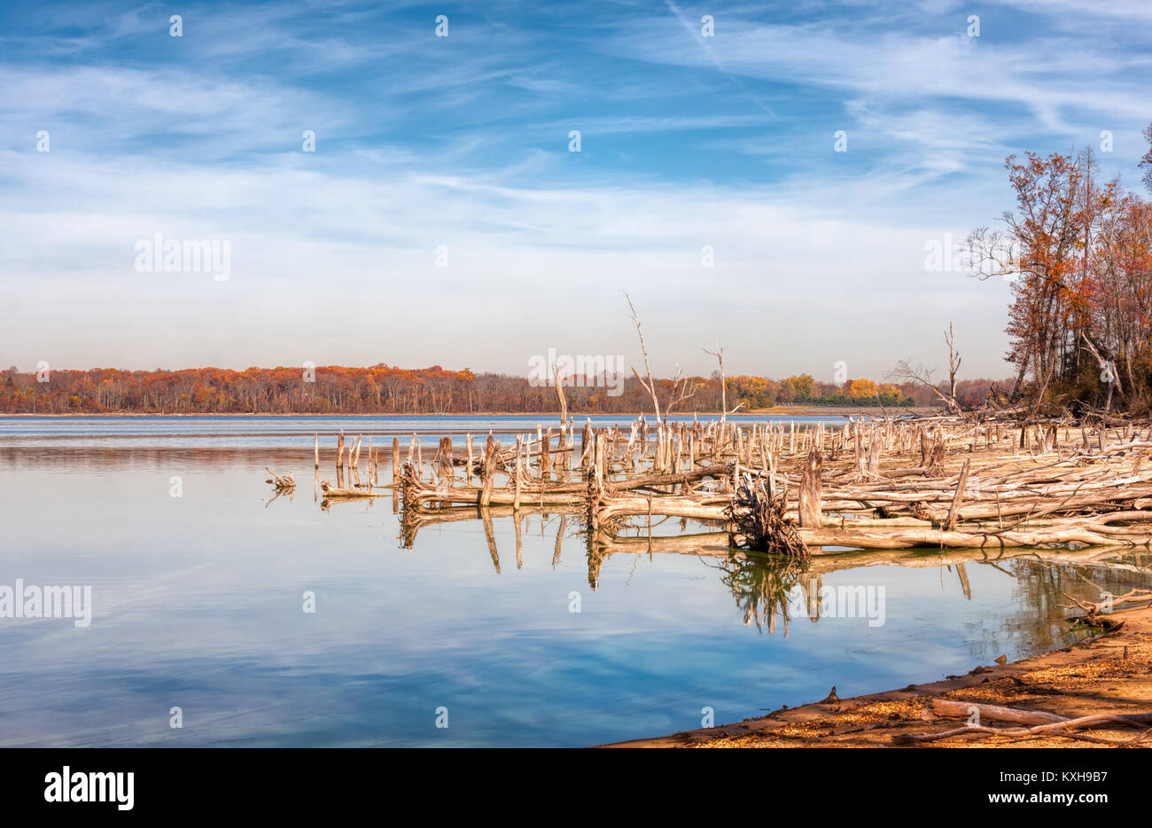 A lake with dead, fallen trees depicting deforestation Stock Photo