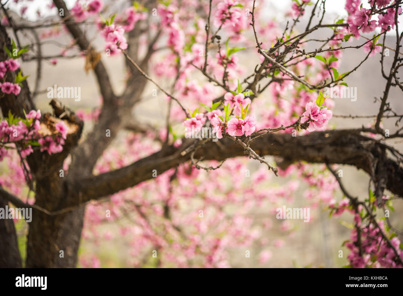 Apricot blossom, Northern Area of Pakistan Stock Photo Alamy
