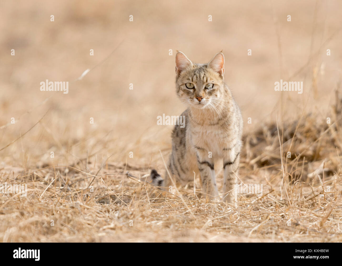 Desert Cat in a evening light Stock Photo