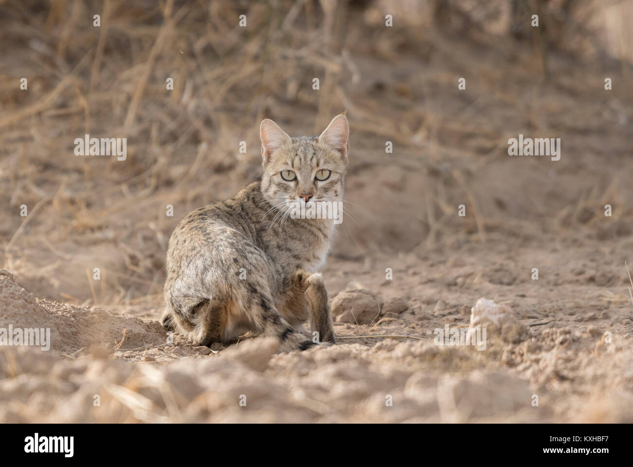 Desert Cat Stock Photo