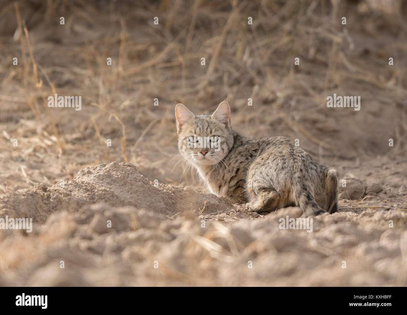 Desert Cat looking at you Stock Photo