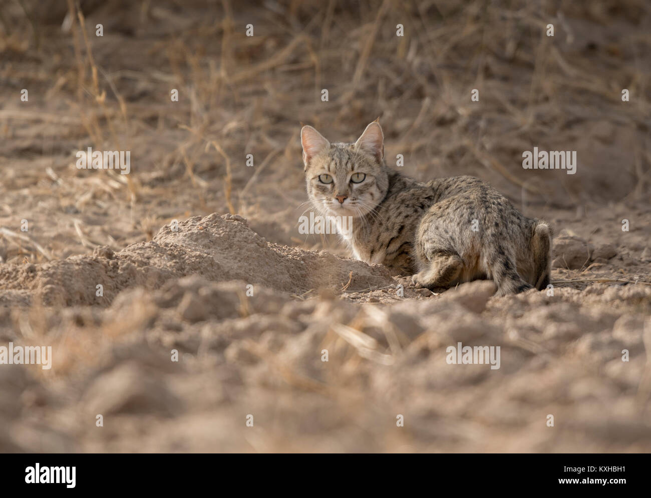 Alert Desert Cat Stock Photo