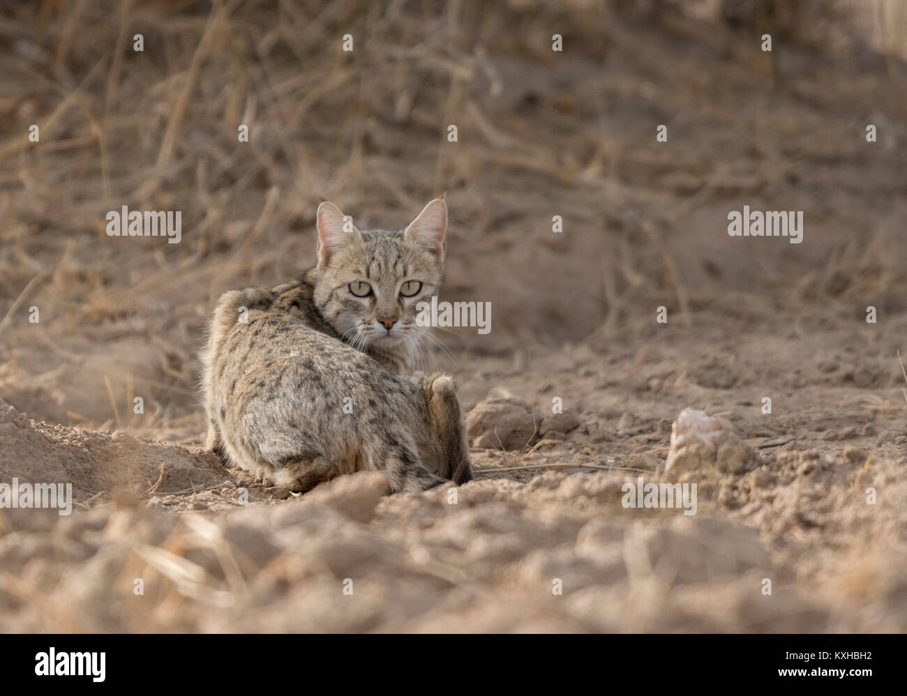 Desert Cat Stock Photo
