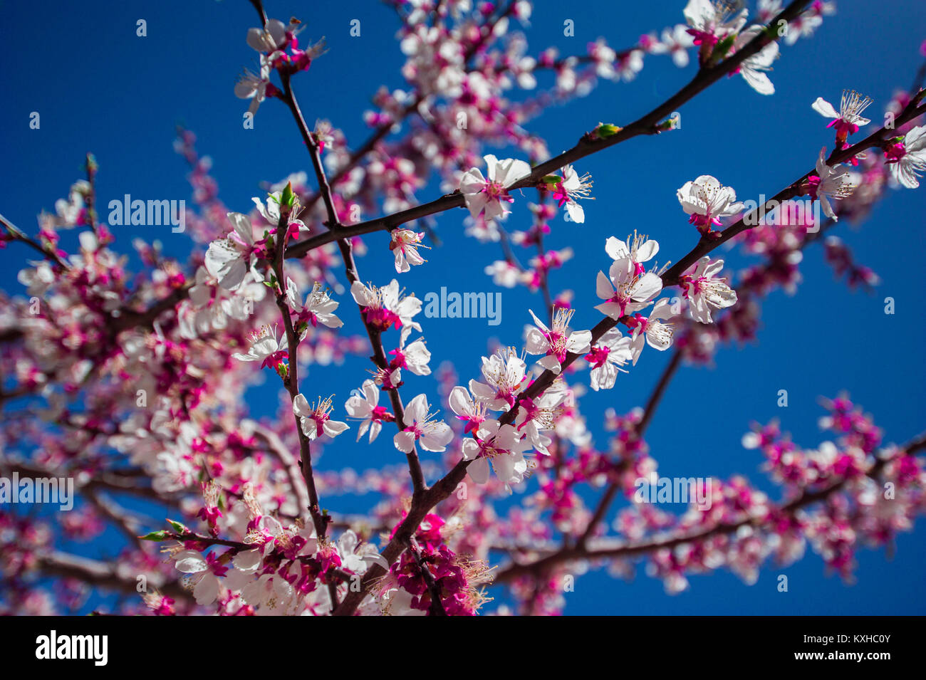 Apricot blossom, Northern Area of Pakistan Stock Photo Alamy