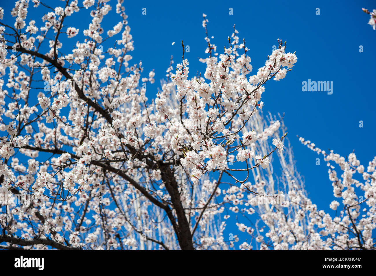 Apricot blossom, Northern Area of Pakistan Stock Photo Alamy