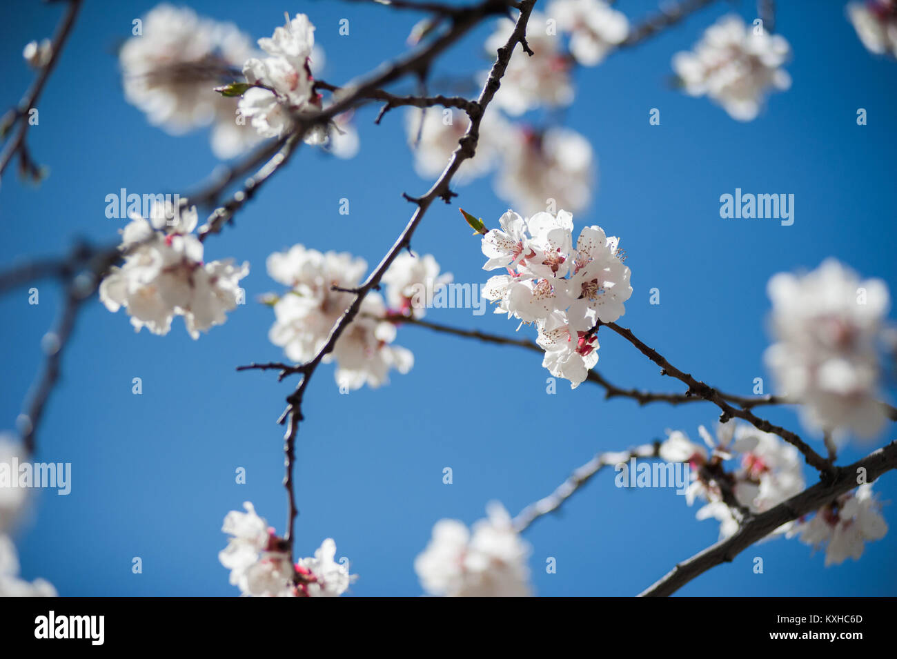 Apricot blossom, Northern Area of Pakistan Stock Photo Alamy
