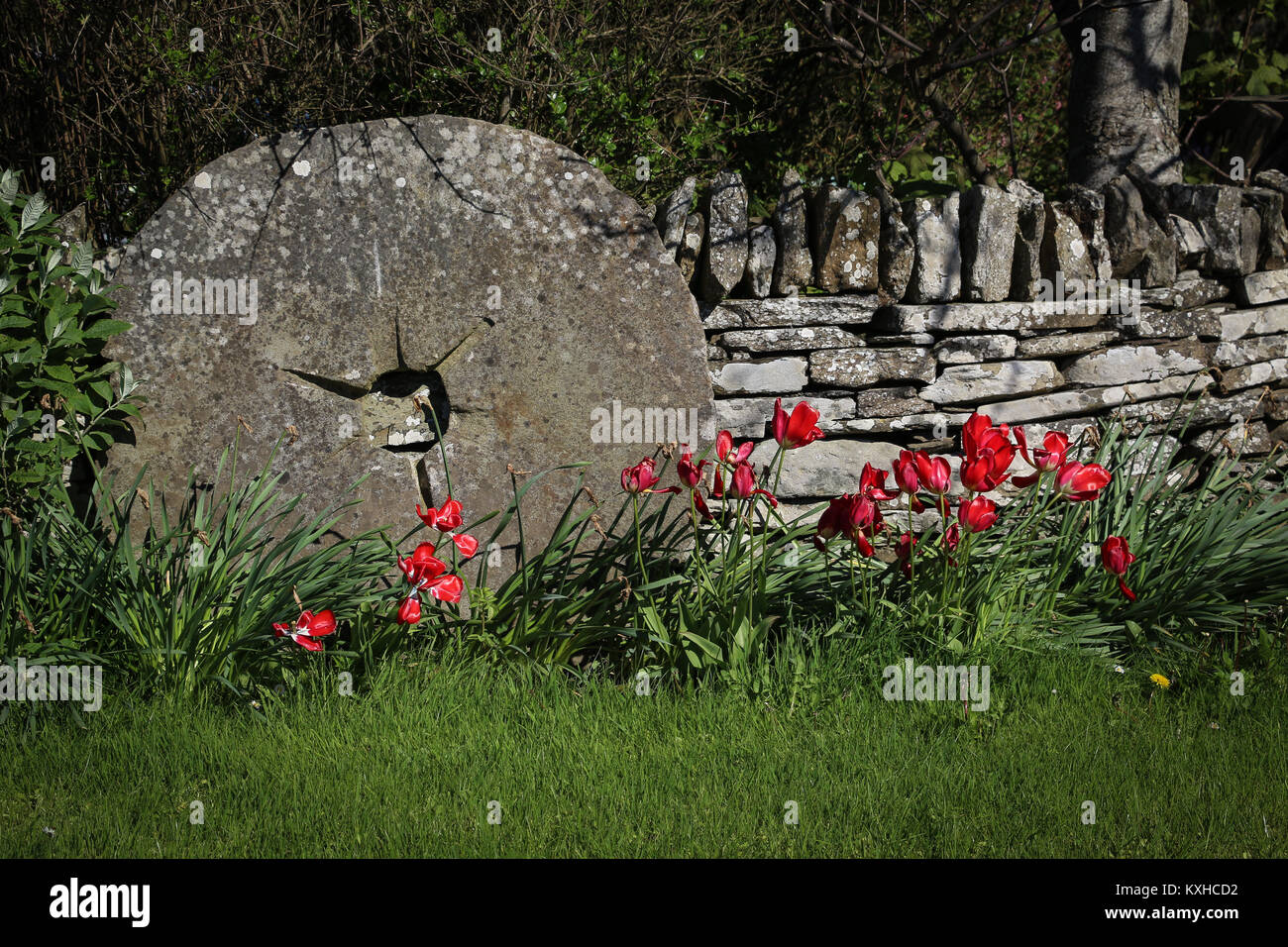 Old granite millstone resting against a dry stone wall in a garden, with red tulips, green grass on a sunny day; it's a nice garden feature, tranquil. Stock Photo