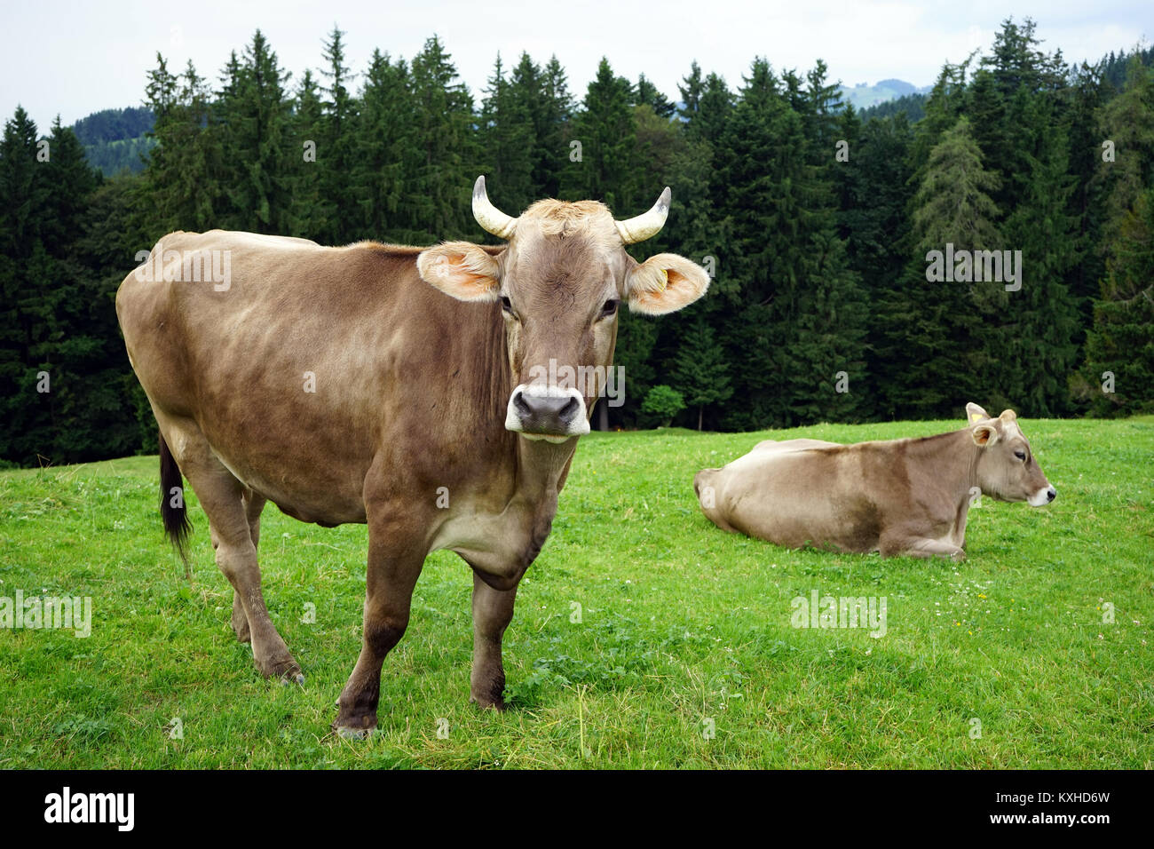 Two young cows on green hi-res stock photography and images - Alamy
