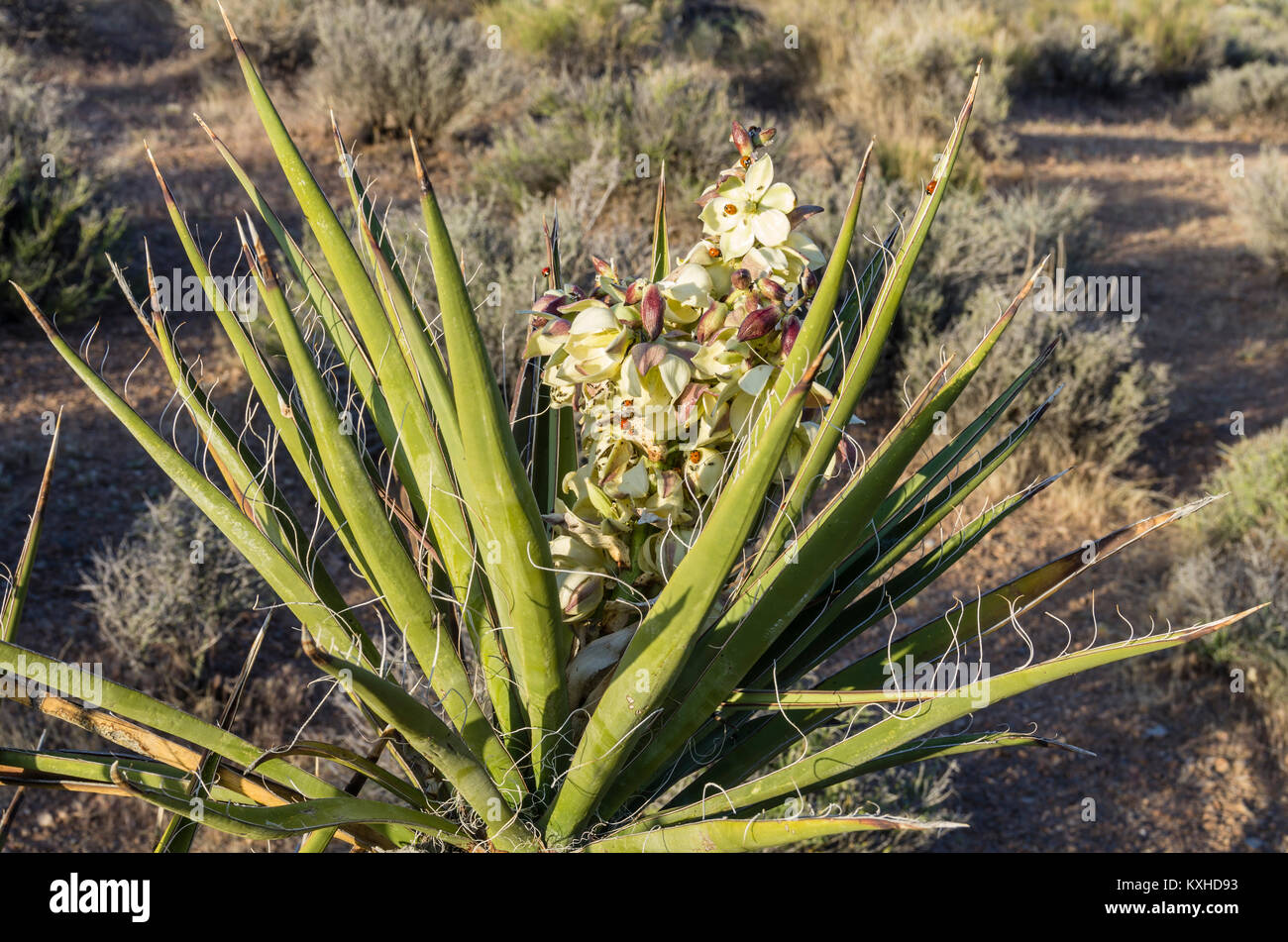 Mojave Yucca or Yucca schidigera blooming in the Red Rock Canyon Mational Conservation Area Stock Photo
