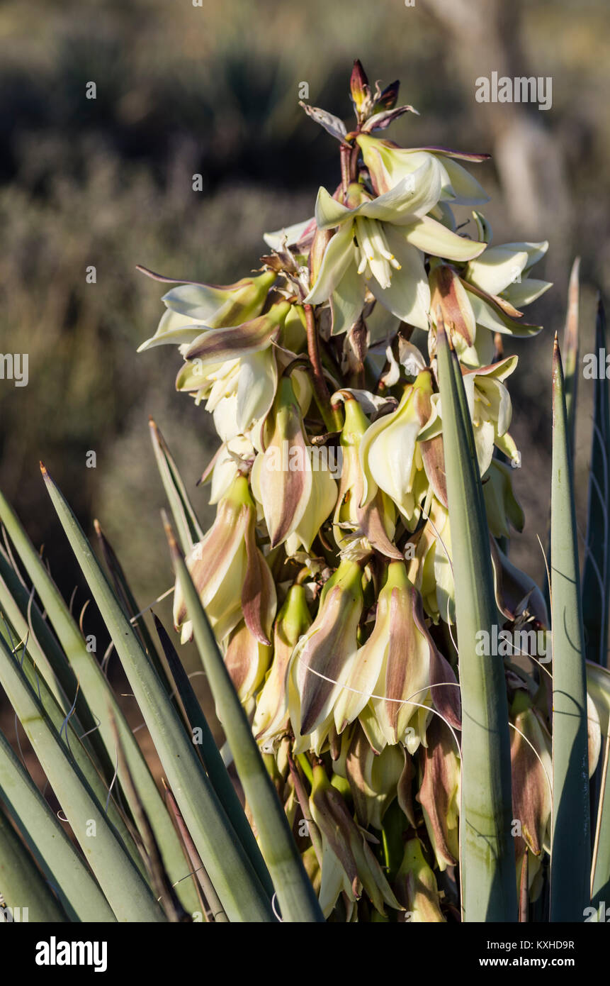 Red Yucca Hi-res Stock Photography And Images - Alamy