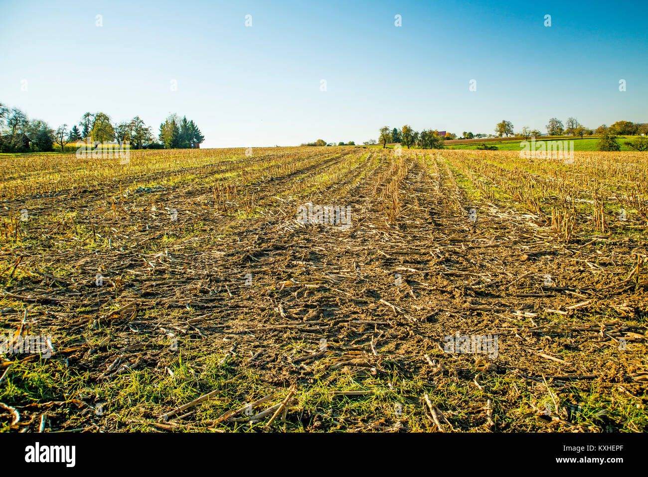Убранное пшеничное поле. Скошенное поле. Поле пшеницы сбор. Собирающее поле. Кукурузные поля небраска фермы.