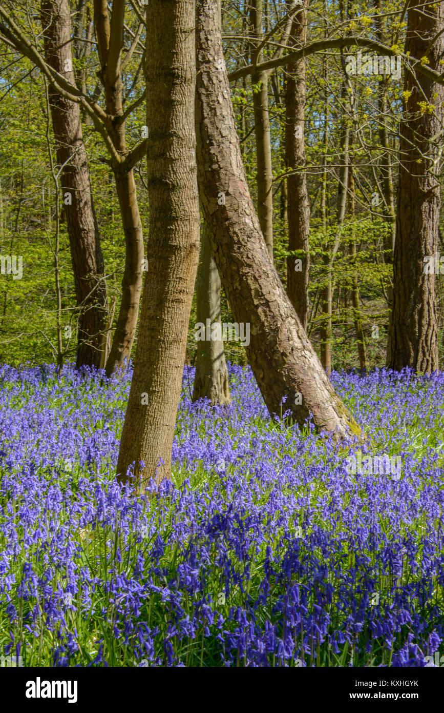 Bluebells transform our woodland in springtime. The carpet of intense blue under the opening tree canopy is one of our greatest woodland spectacles. Stock Photo