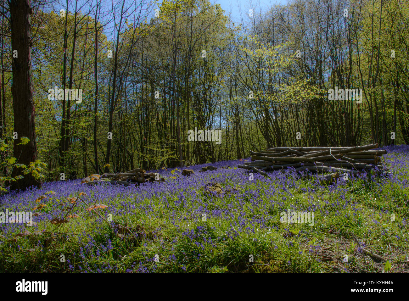 Bluebells transform our woodland in springtime. The carpet of intense blue under the opening tree canopy is one of our greatest woodland spectacles. Stock Photo