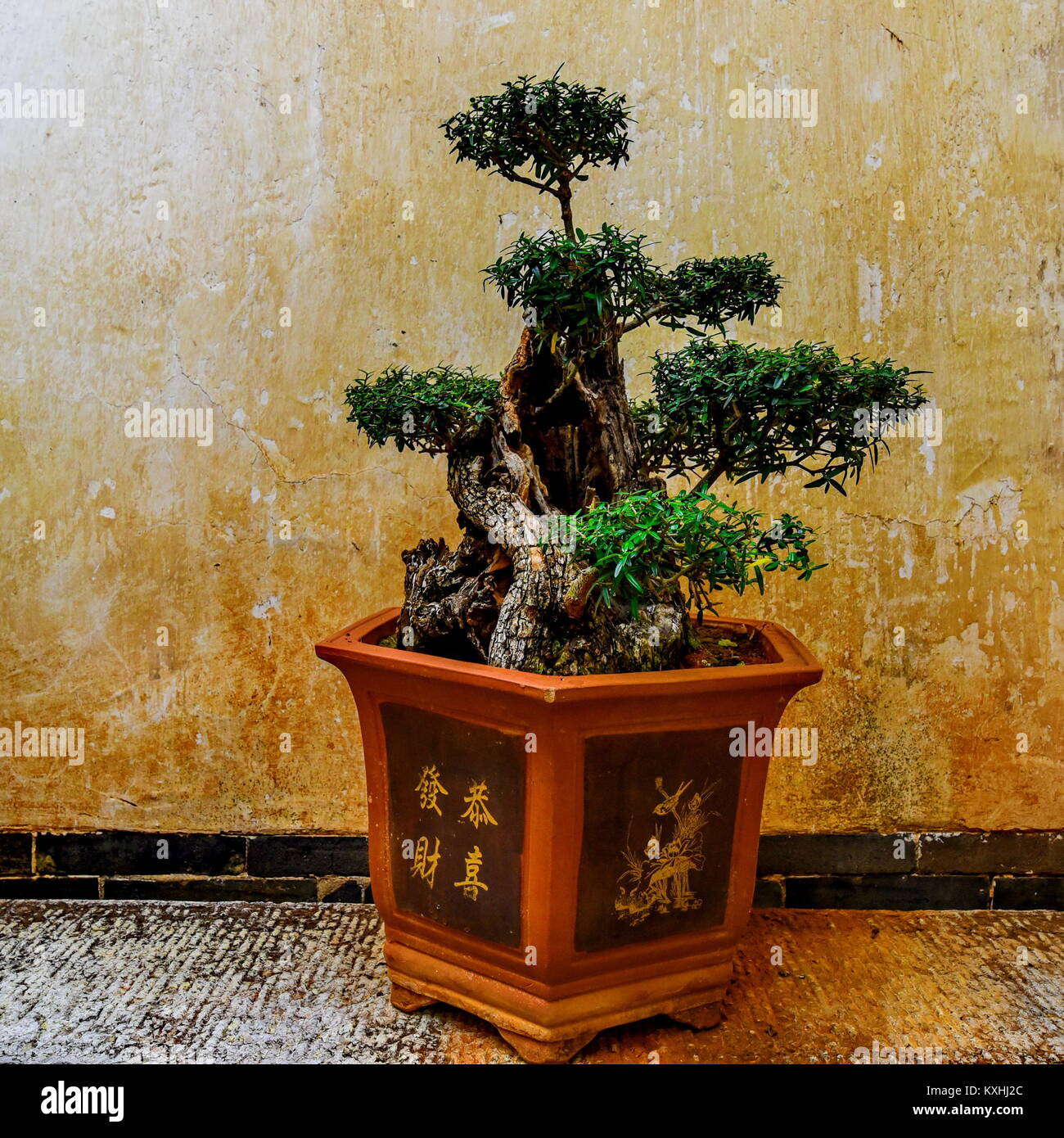 Chinese Peashrub Bonsai (Caragana sinica) Stock Photo