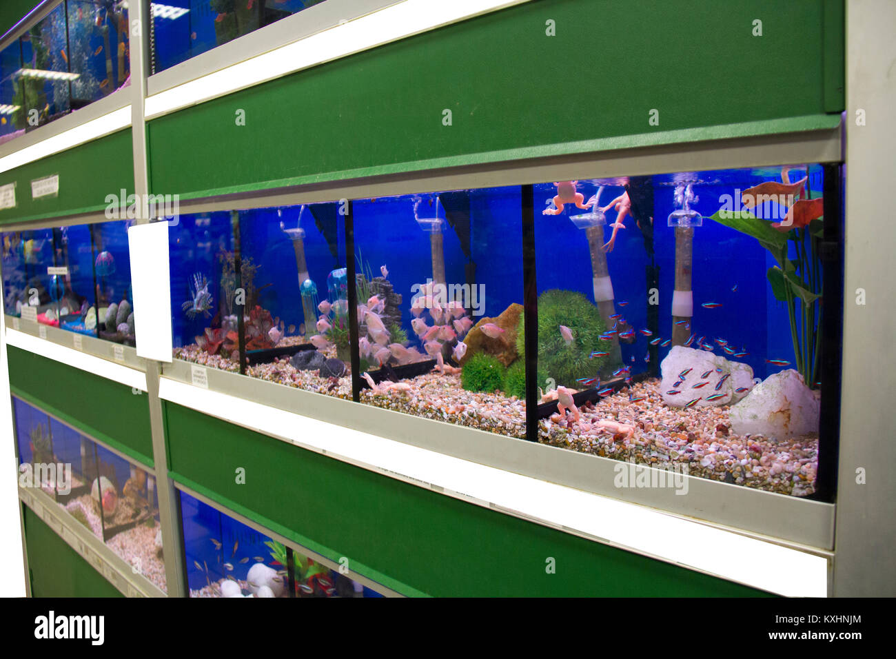 Tropical and cold water fish, for sale in a pet supermarket Stock Photo