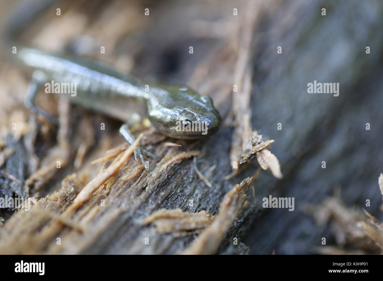 A spotted salamander that just completed metamorphosis from larvae