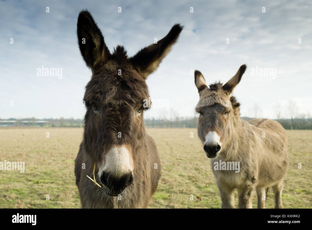 Donkeys Stock Photo
