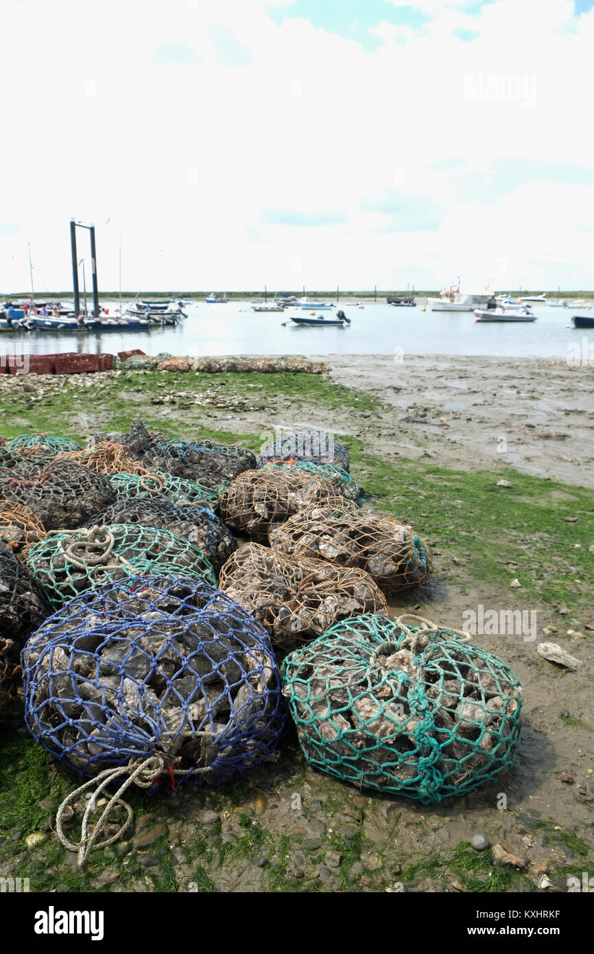 Oyster nets lay on the shore line in Mersea Island, Essex, UK Stock Photo