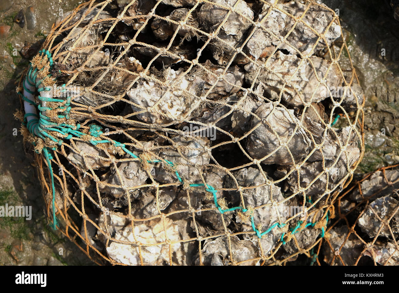 Oysters in a net Stock Photo
