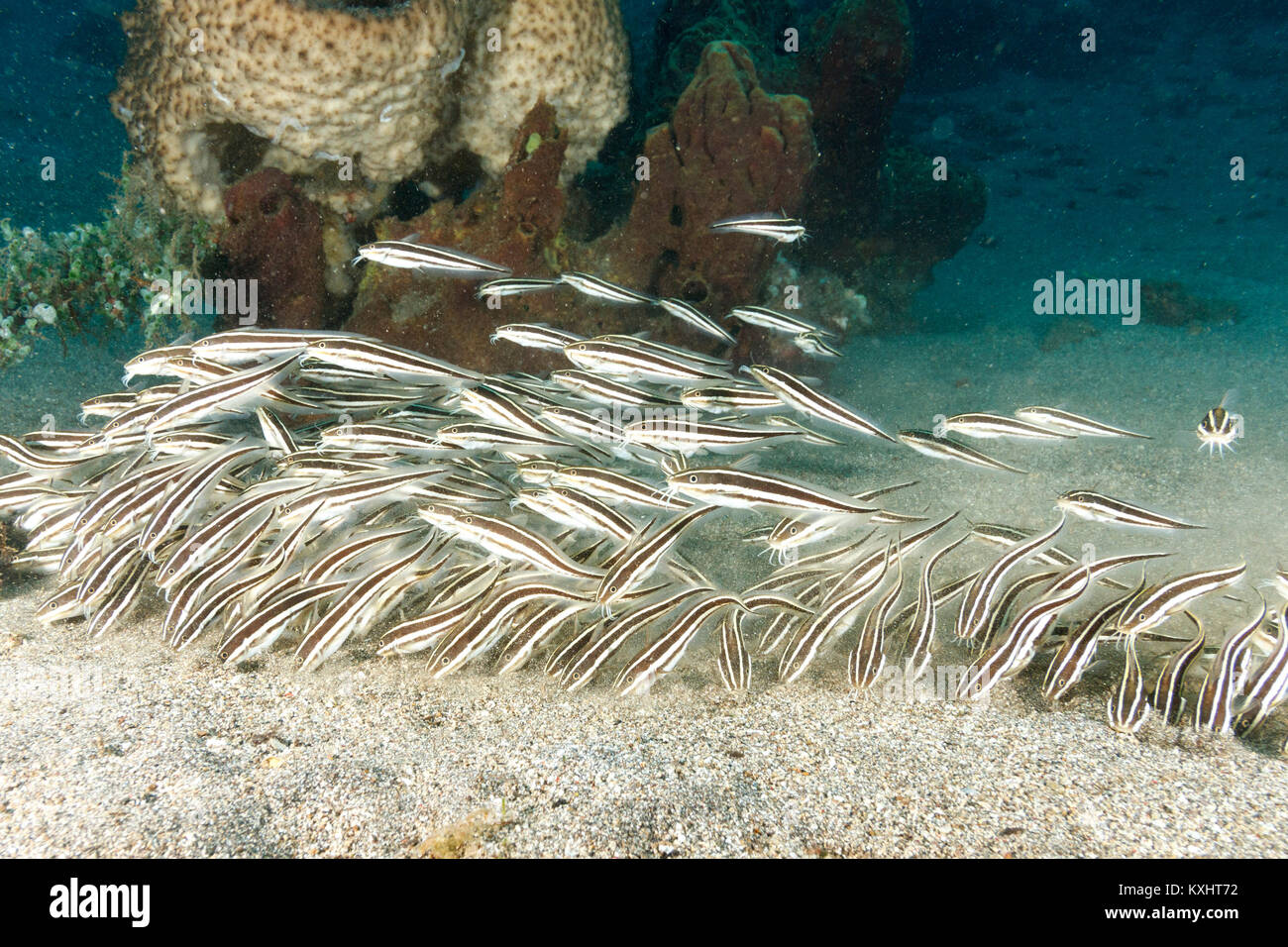 Catfish, Bunaken National Marine Park, North Sulawesi, Indonesia Stock Photo