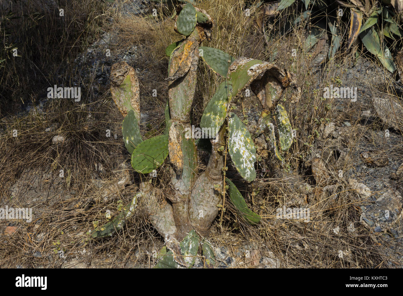 Opuntia ficus indica, Prickly Pear Plant Devastated by an infection in Andalusia Spain December 2017 Stock Photo