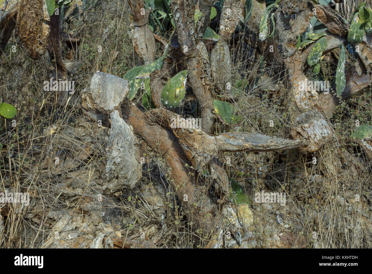 Opuntia ficus indica, Prickly Pear Plant Devastated by an infection in Andalusia Spain December 2017 Stock Photo