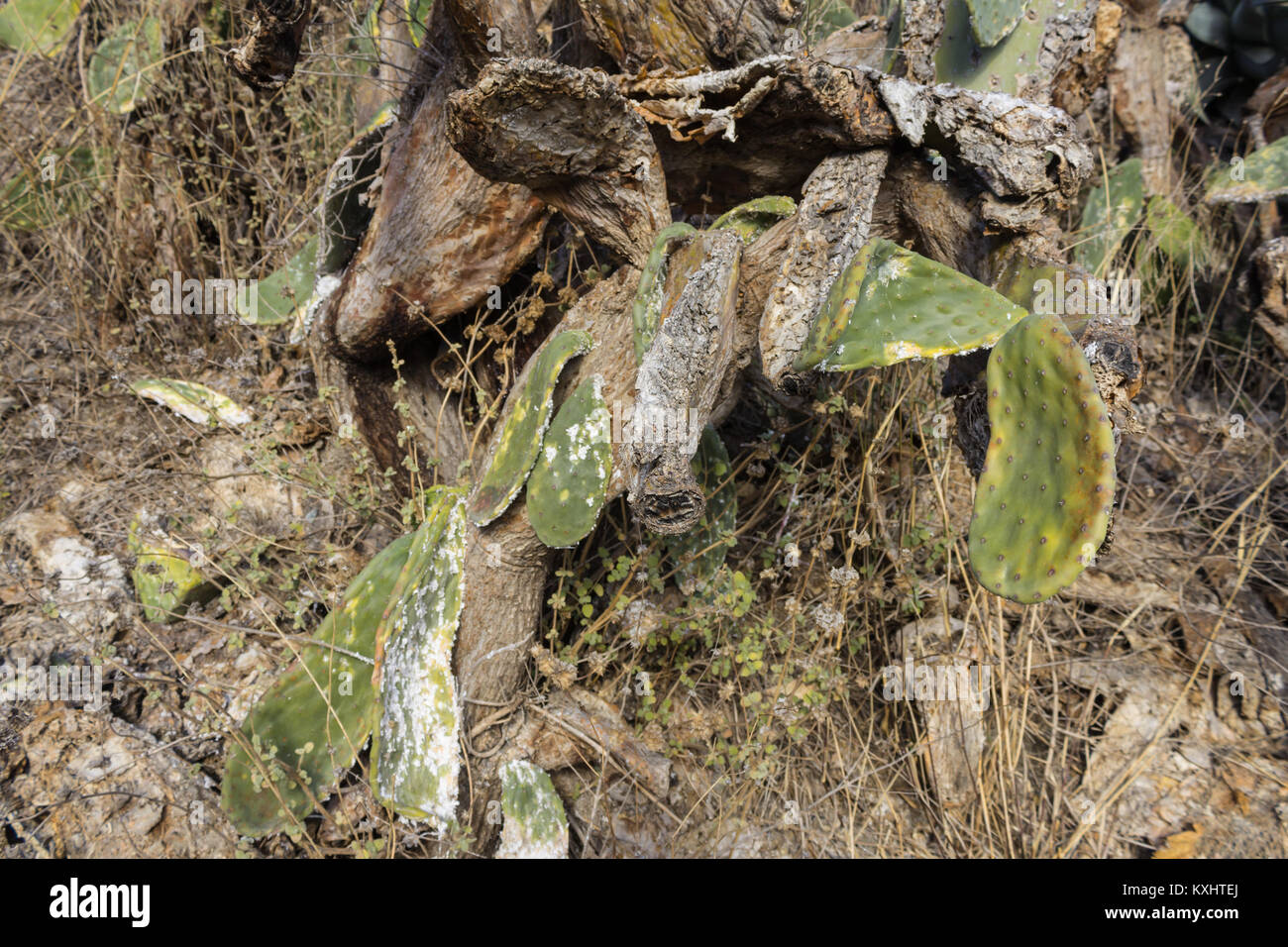 Opuntia ficus indica, Prickly Pear Plant Devastated by an infection in Andalusia Spain December 2017 Stock Photo