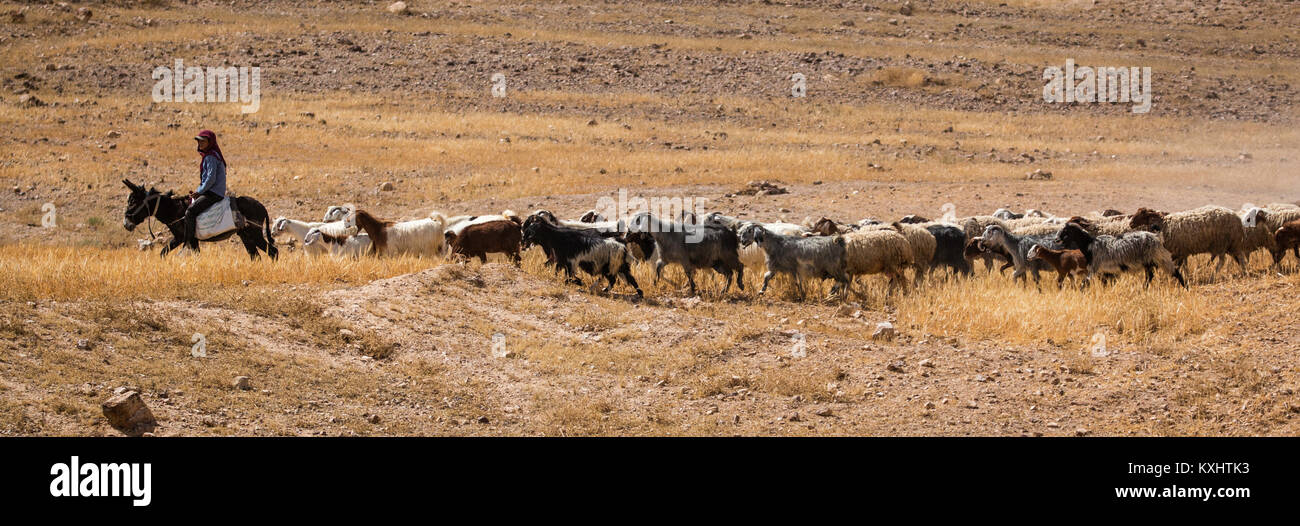 Bedouin Sheep Herder Stock Photo