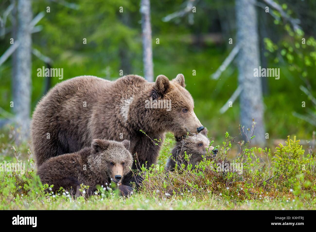 She-Bear and Cubs of Brown bear (Ursus Arctos Arctos) in the summer ...