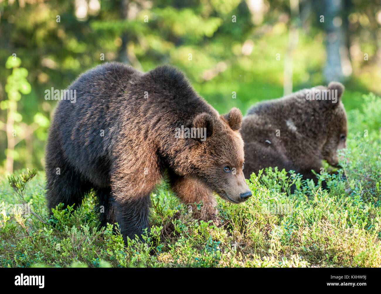 Cubs of Brown bear (Ursus Arctos Arctos) in the summer forest. Natural ...