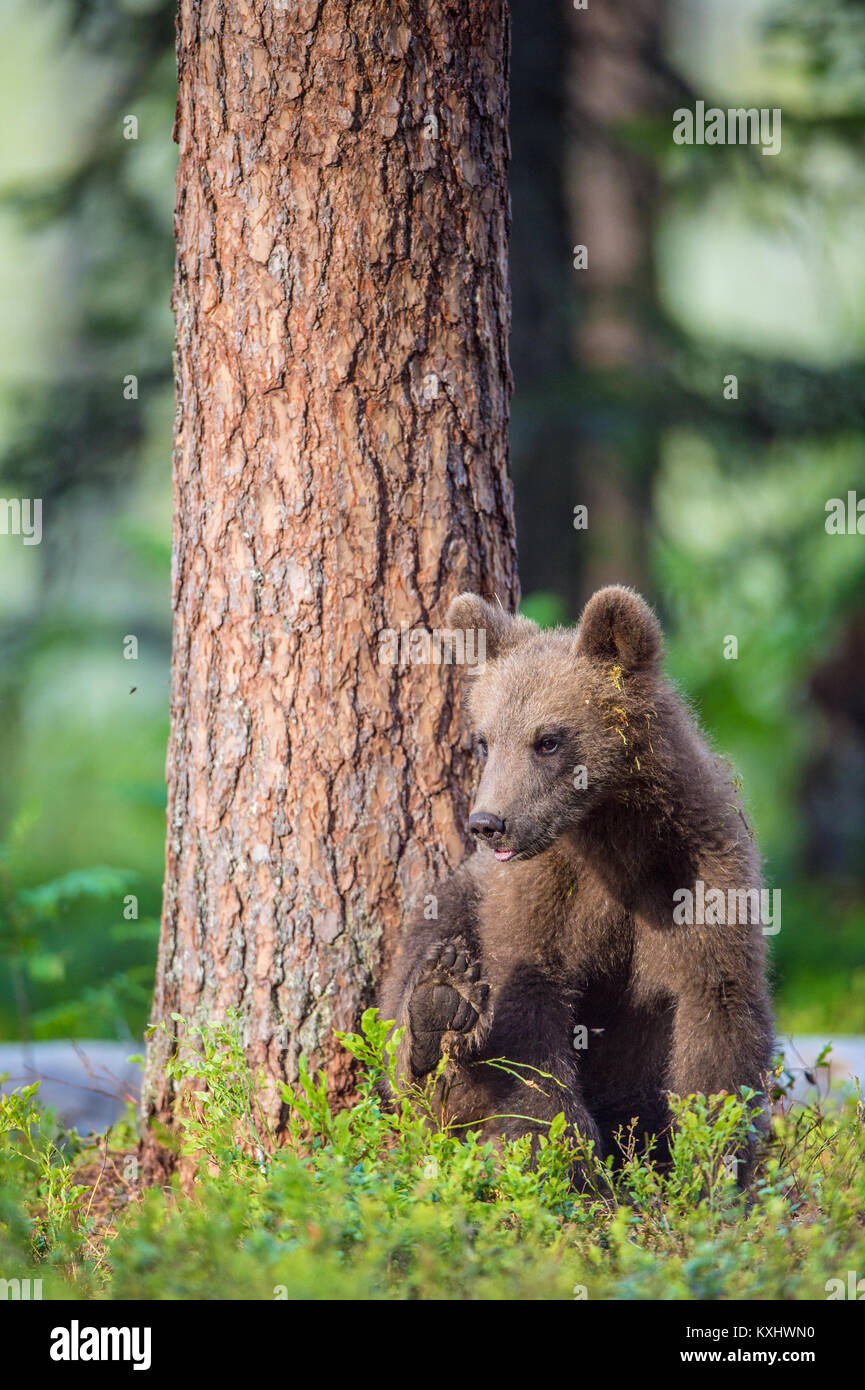 Cub of Brown bear (Ursus Arctos Arctos) in the summer forest. Natural green Background Stock Photo