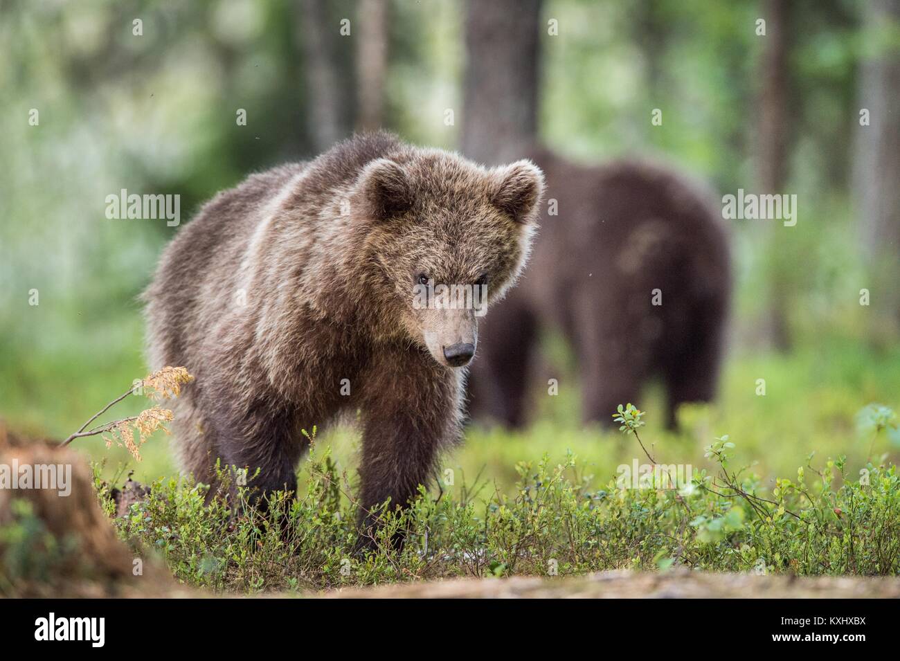 Cubs of Brown bear (Ursus Arctos Arctos) in the summer forest. Natural ...
