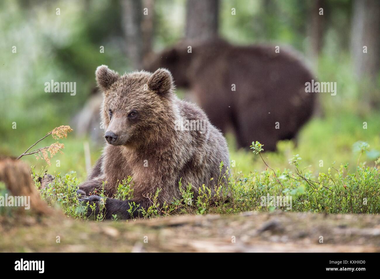 Cubs of Brown bear (Ursus Arctos Arctos) in the summer forest. Natural ...