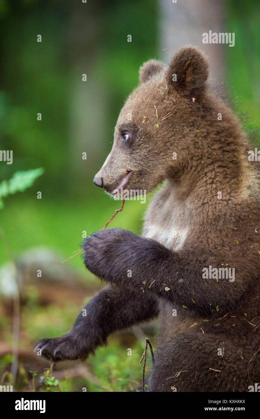 Close up Portrait of Cub of Brown bear (Ursus Arctos Arctos) in the ...