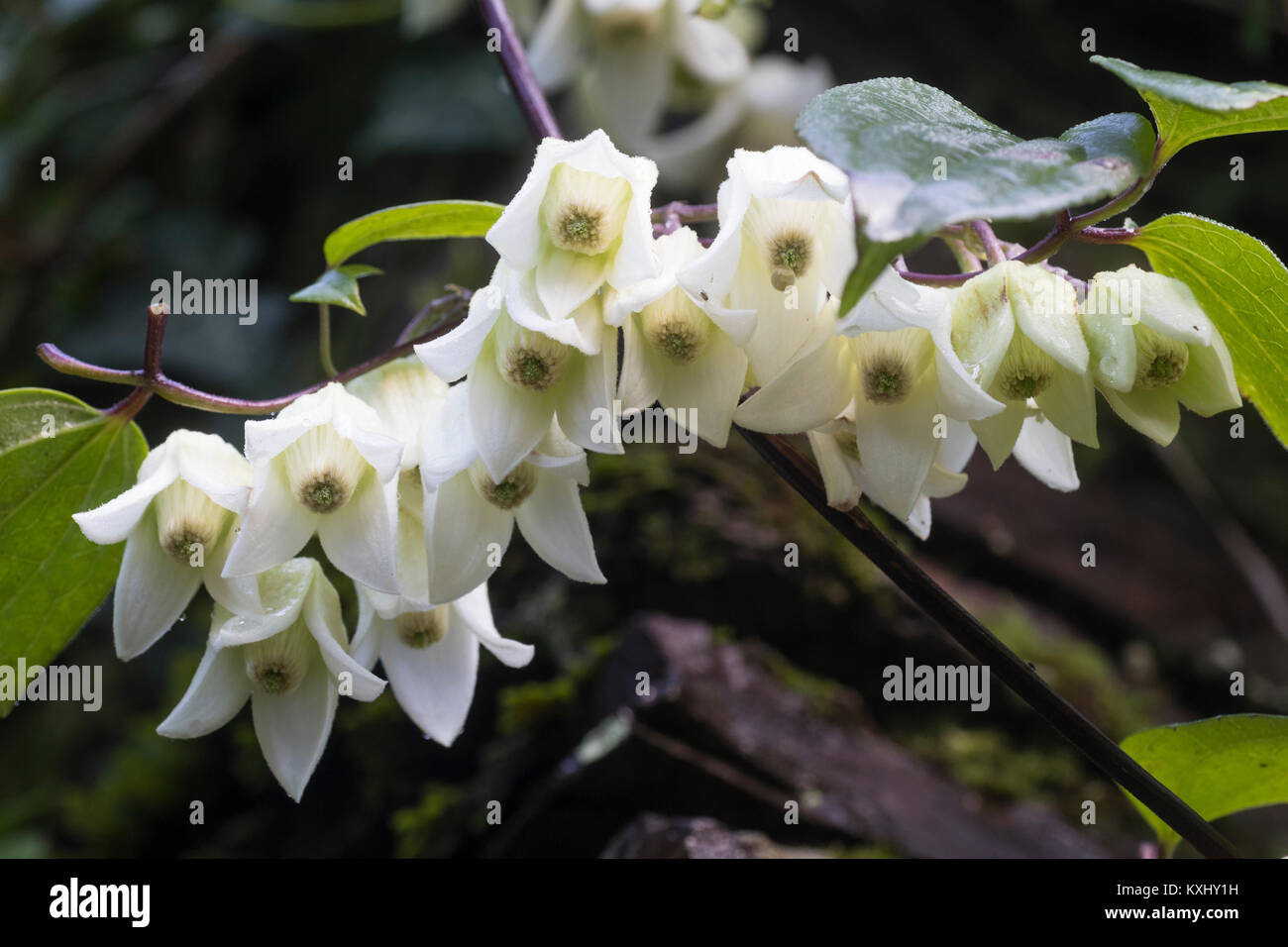 Close up of the white bell flowers of the winter blooming evergreen climber, Clematis urophylla 'Winter Beauty' Stock Photo