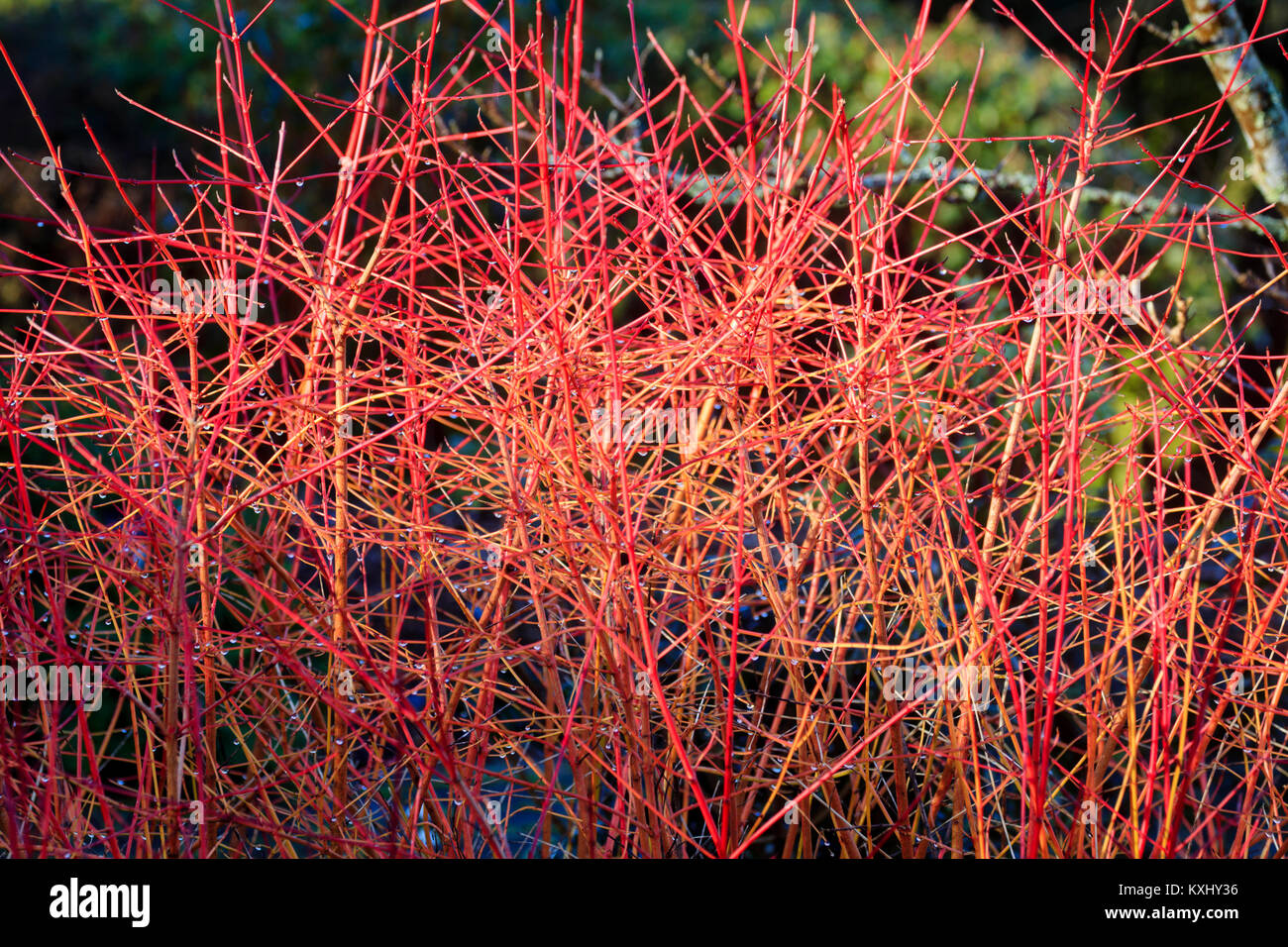 Red tipped yellow winter stems of the deciduous dogwood shrub, Cornus ...