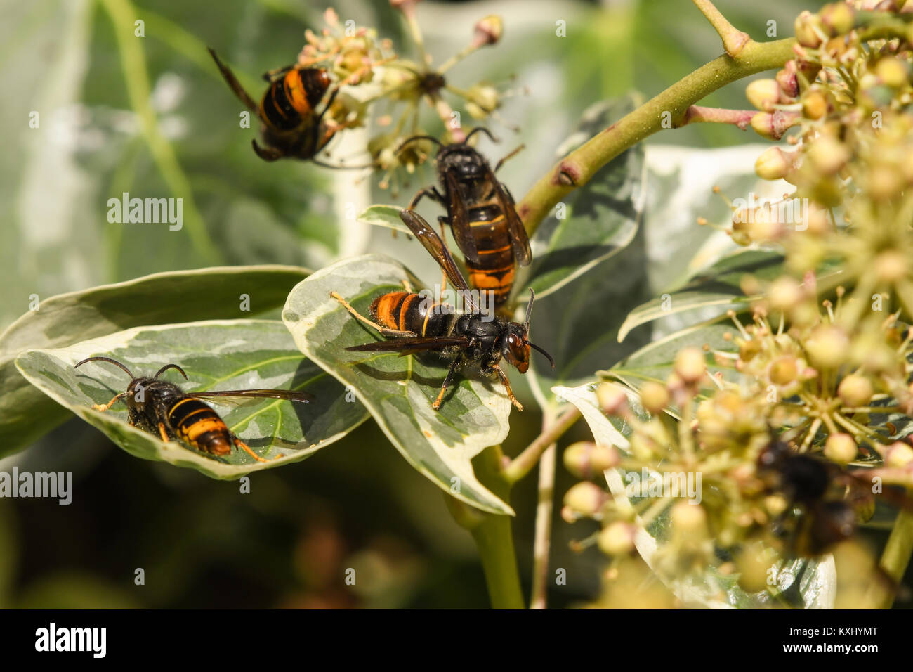 Several Asian wasps feeding on the ivy Stock Photo