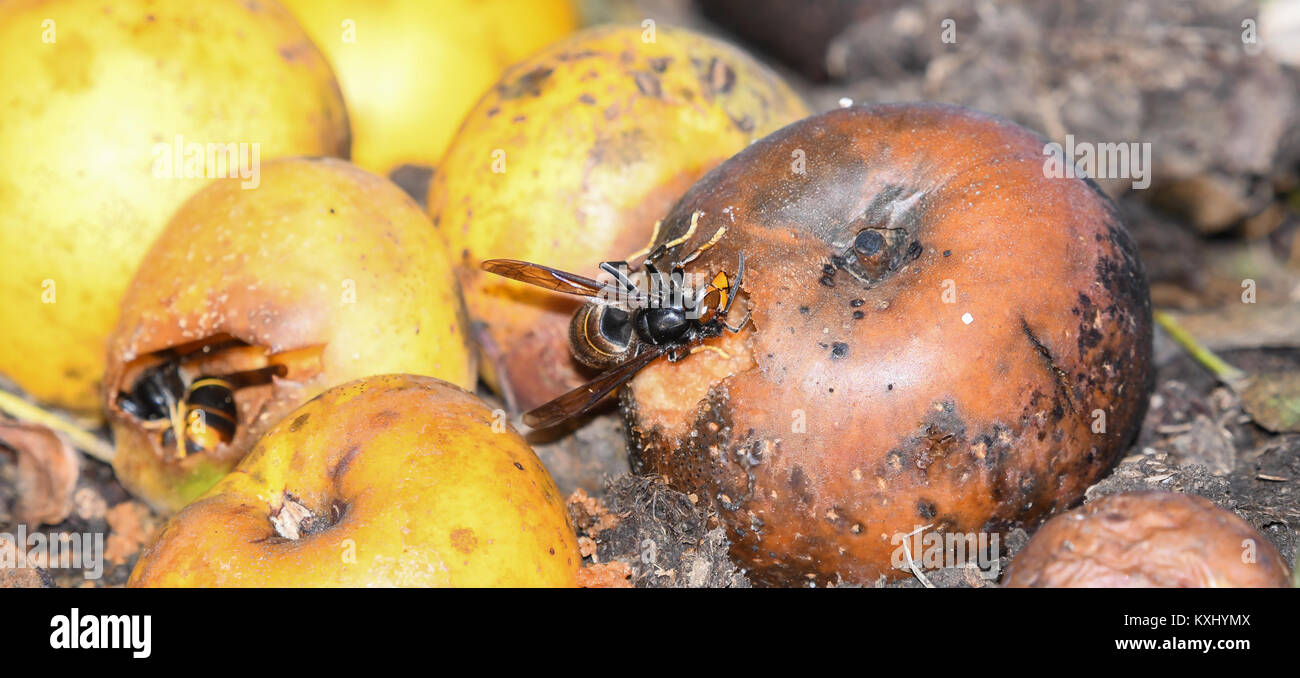 Asian wasp eating apples Stock Photo