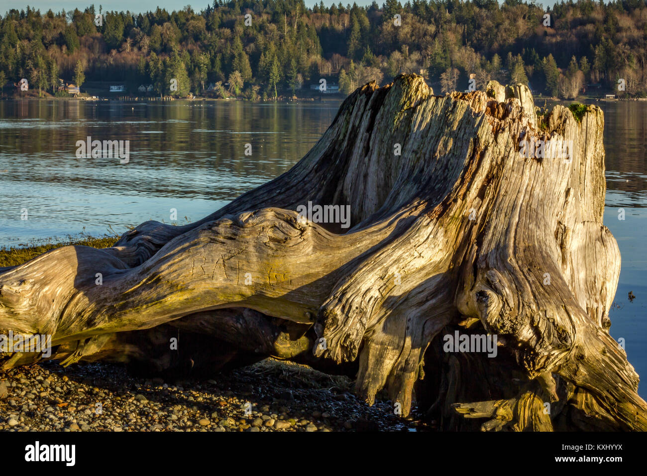 tree stump on water Stock Photo Alamy