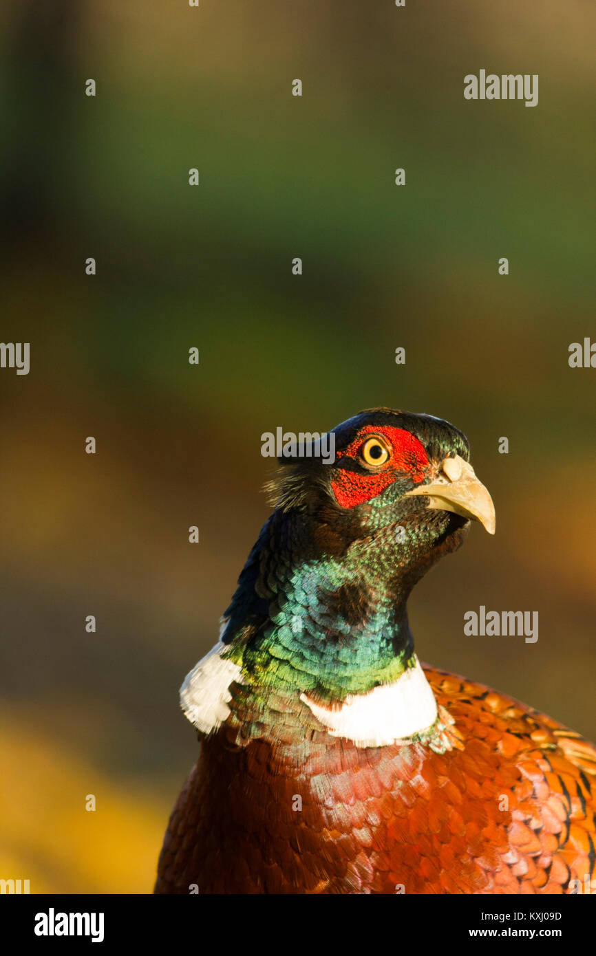 Male Pheasant - Derbyshire, UK Stock Photo