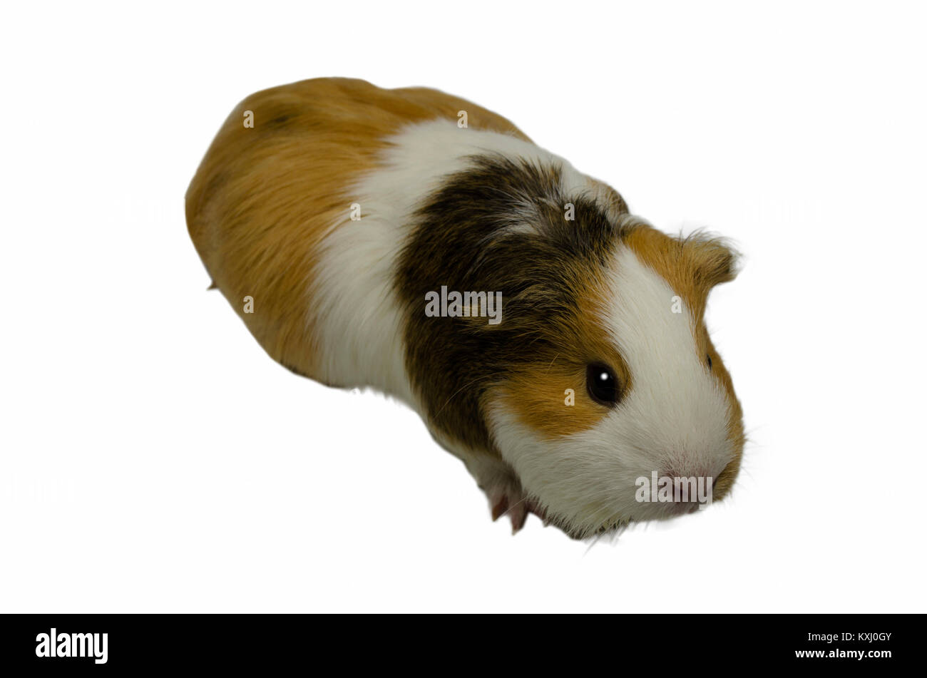 Image of a cute Guinea pig with a white isolated background. Stock Photo