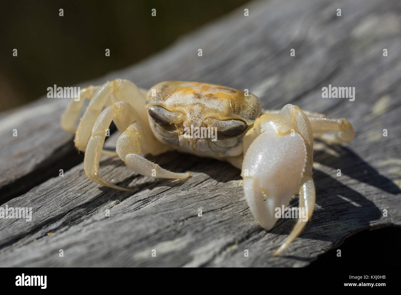 Close-up of crab on wood, Bermagui, New South Wales, Australia Stock Photo