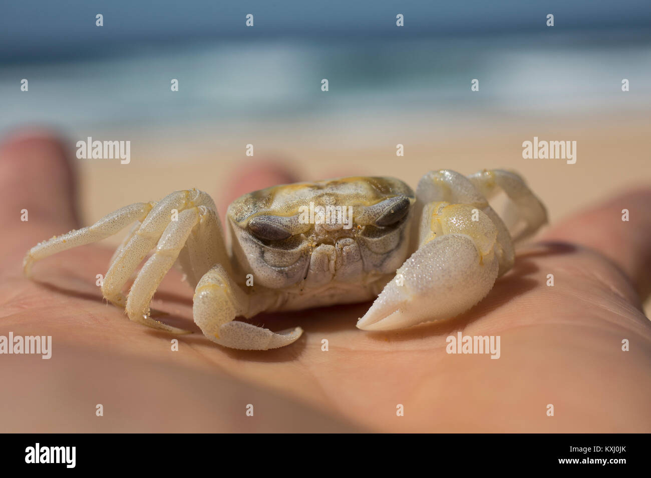 Cropped hand of boy holding crab at beach, Bermagui, New South Wales, Australia Stock Photo